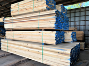 Poplar